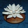 Scenting Clay Water Lily